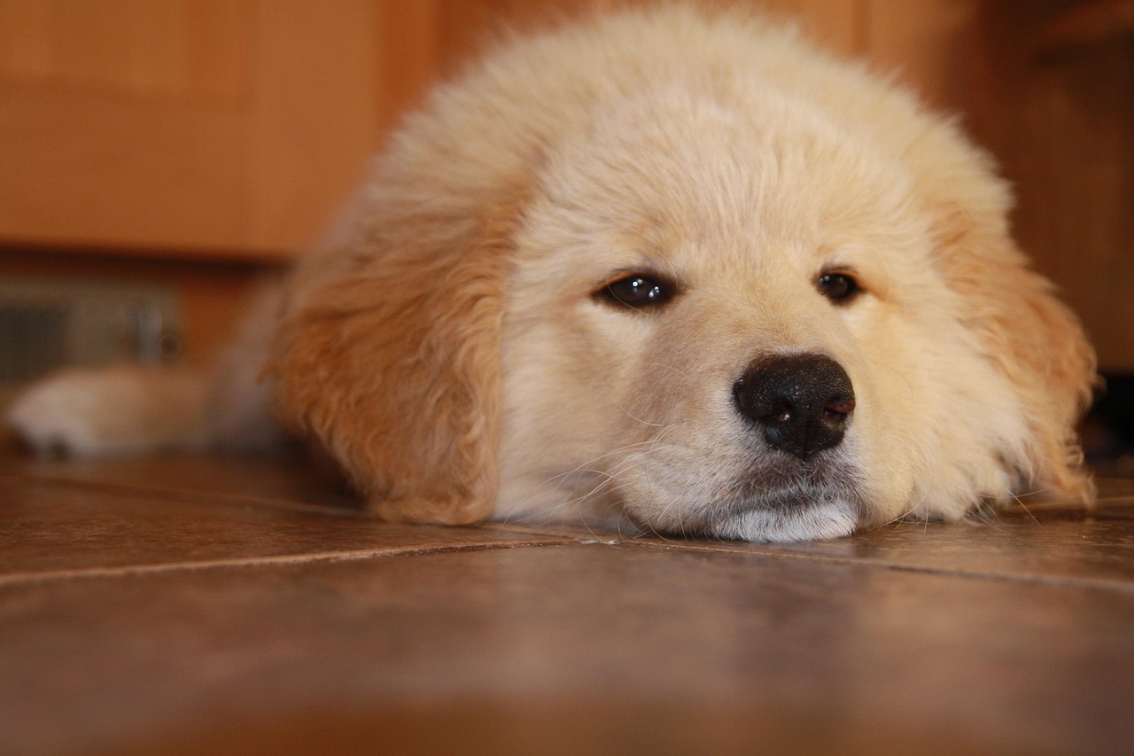 详情下载教程全球国际app