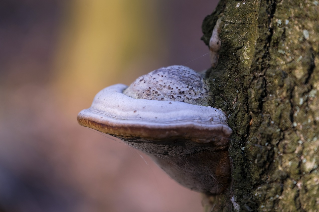 欧盟好彩柠檬双爆珠:深圳车牌购买平台